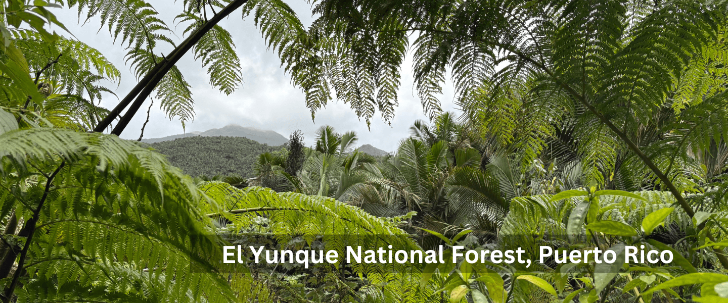 El Yunque National Forest, Puerto Rico_Megan Epler Wood